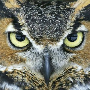 Meet your Posher, Ronald